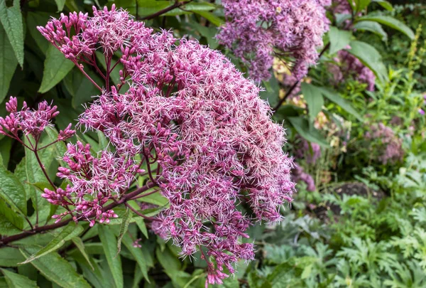 Cluster Eutrochium Purpureum Vulgarmente Conhecido Como Erva Daninha Roxa Joe — Fotografia de Stock