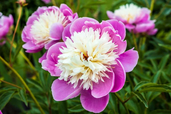 Bahçe Otlağı Sınırında Büyük Bir Paeonia Laktiflora Kasesi Dolusu Güzelliğin — Stok fotoğraf