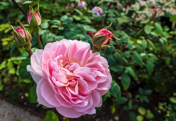 Розовый Цветок Древнеанглийской Розы Кластере Бутонами — стоковое фото