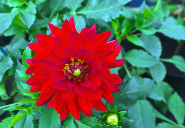 Červený dahlia. — Stock fotografie