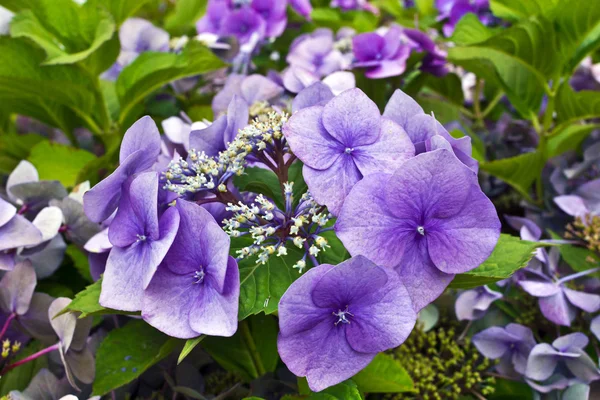 青色のアジサイの花. — ストック写真