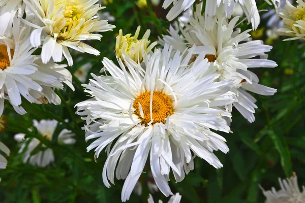 Doppelblättriges Gänseblümchen. — Stockfoto