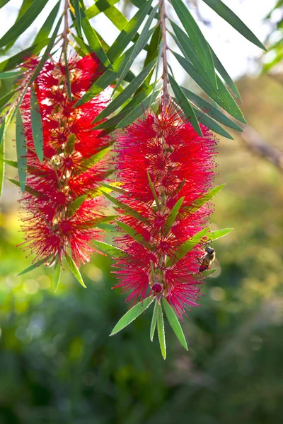 빨간 callistemon 꽃. — 스톡 사진