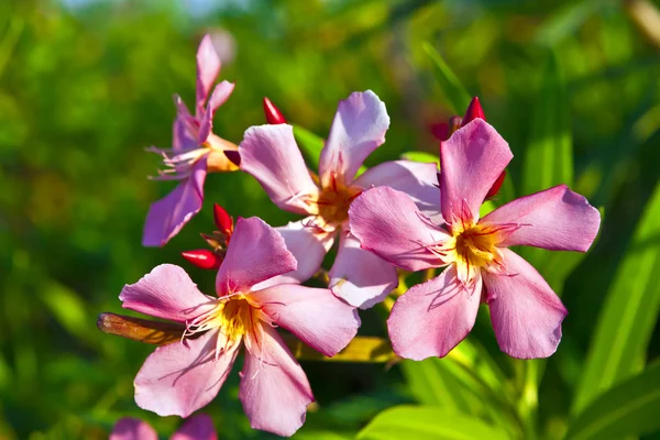 Flores de oleandro . — Fotografia de Stock