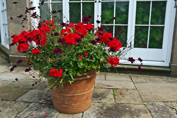 Keramiska planter med blommor. — Stockfoto