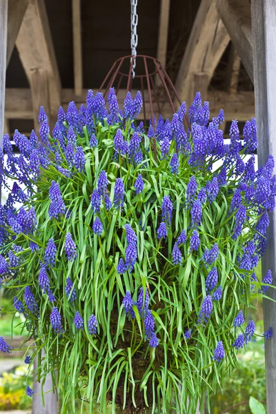 Závěsný košík s modrými květy. — Stock fotografie