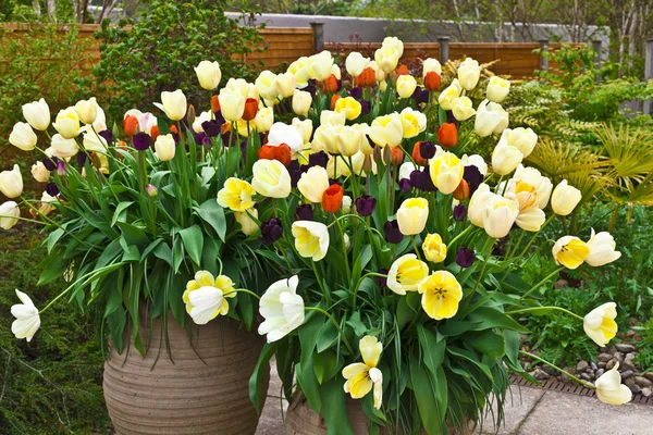 Planters with tulips in springtime. — Stock Photo, Image