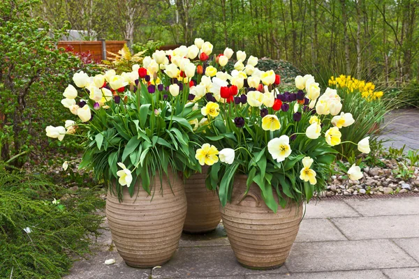 A trio of tulip planters in springtime.