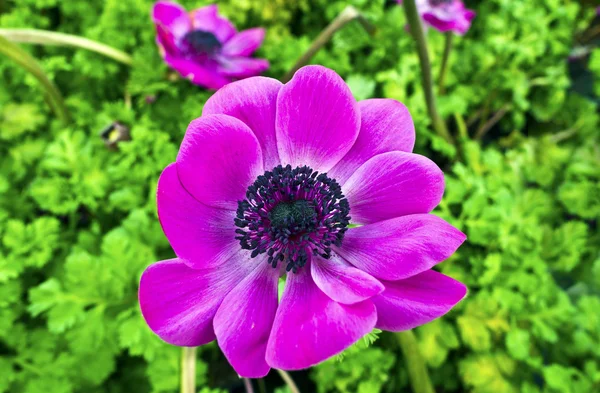 Flor de anémona púrpura . —  Fotos de Stock