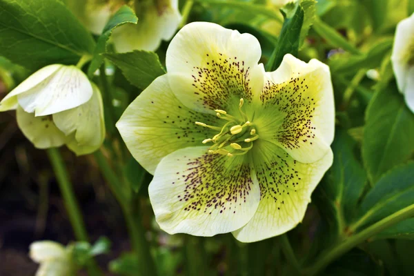 Christmas Rose bloeiende plant. — Stockfoto