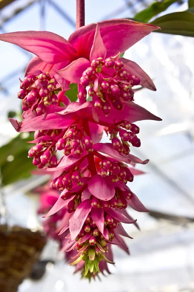 温室でエキゾチックなピンクの花. — ストック写真