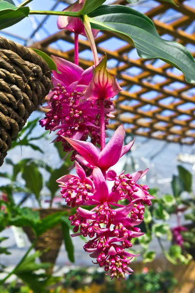 Flor rosa exótica en un invernadero . — Foto de Stock