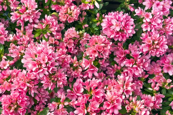 Pink azalea. — Stock Photo, Image