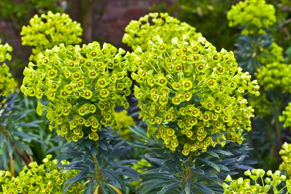 Large euphorbia flowerheads. — Stock Photo, Image