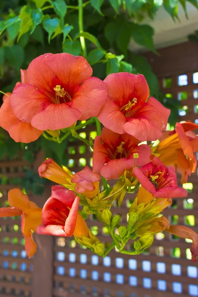 Orangefarbene Blüten einer Kletterpflanze im Garten. — Stockfoto