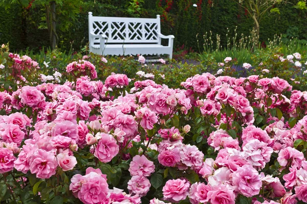 Rosas cor de rosa em um jardim. — Fotografia de Stock