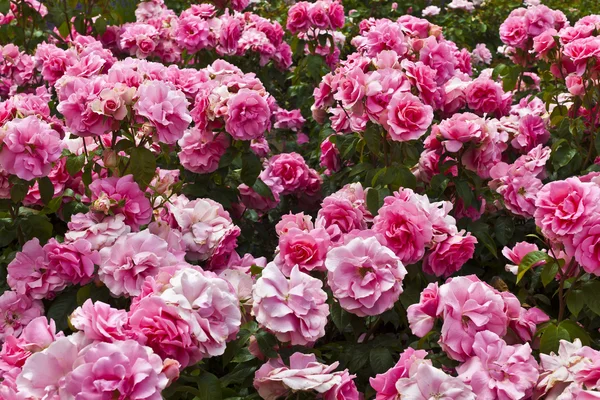 Różowe róże w ogrodzie. — Zdjęcie stockowe