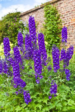 Otsu bir sınır Delphiniums.