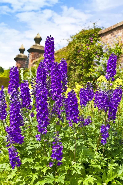Delphiniums in a herbaceous border. — Stock Photo, Image