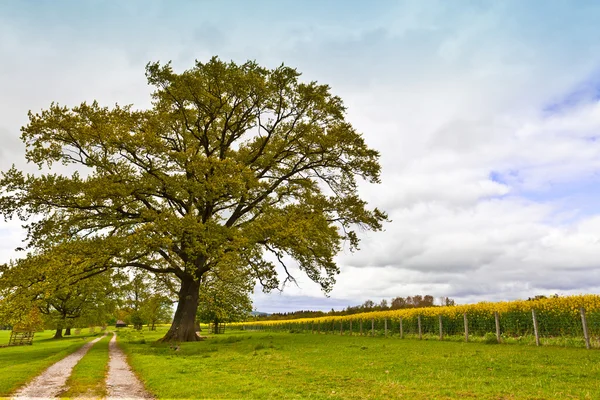 Paisaje rural. — Foto de Stock