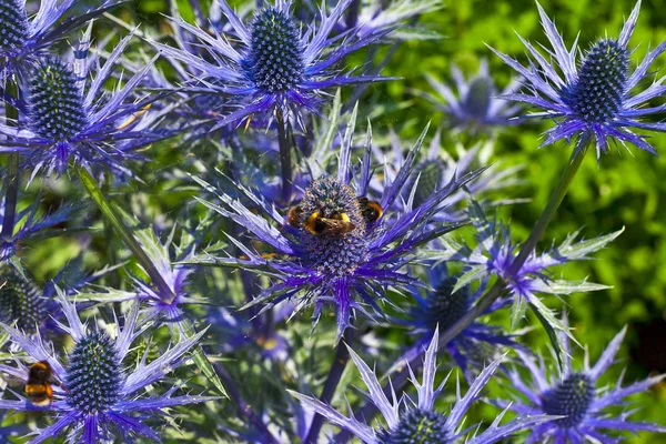 Mavi eryngium çiçekler. — Stok fotoğraf