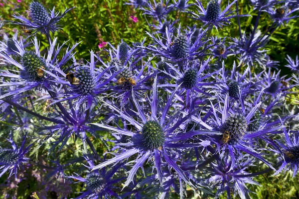 Blaue Eryngiumblüten. — Stockfoto