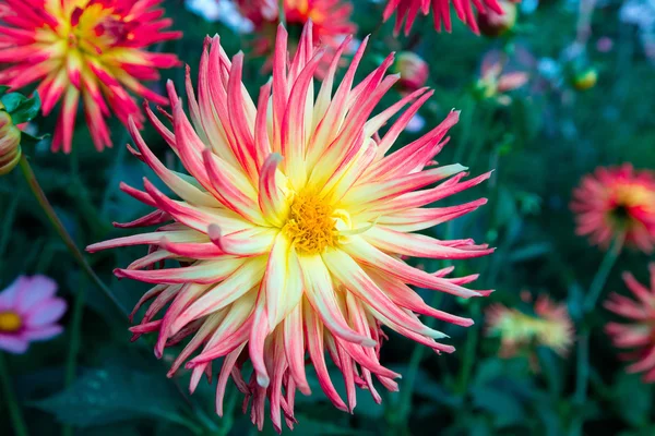 Fiore di Dahlia . — Foto Stock