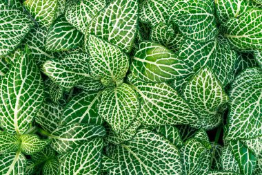 Fittonia bitkiler coloseup.