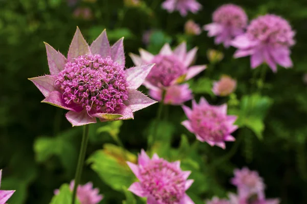 Astrantia-roze bloemen. — Stockfoto