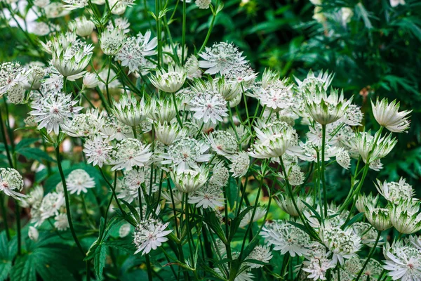 White Astrantia flowering plants. — Stock Photo, Image