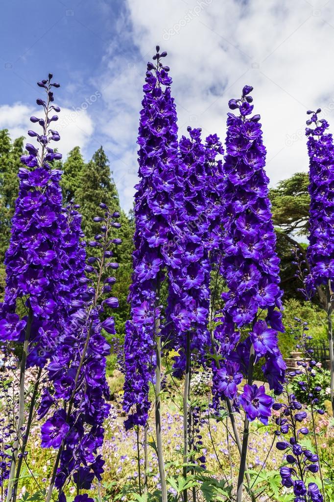 Jardín de flores azul Delphinium