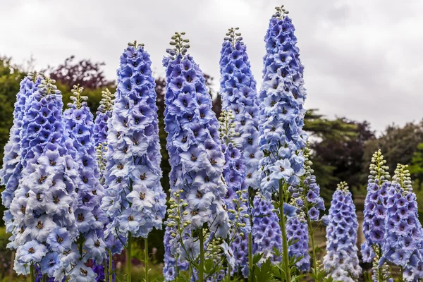 Blaue Delphinienblüten. — Stockfoto