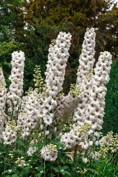 White Delphinium flowers. — Stock Photo, Image