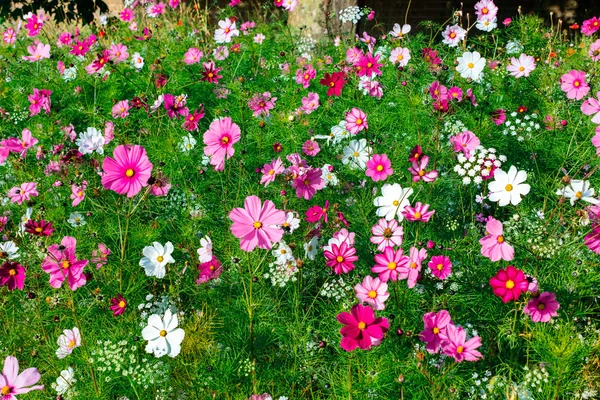 Weide zomerbloemen. — Stockfoto