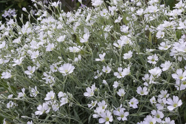 Small white flowers in a garden. — Stock Photo, Image