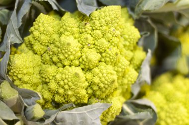 Roma brokoli çiftçi Market