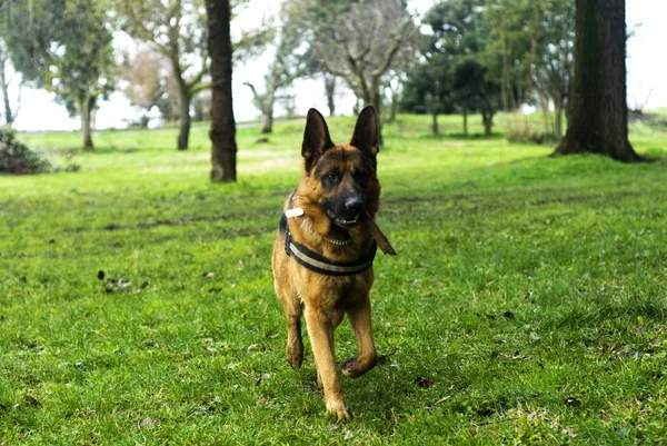 Cane pastore tedesco — Foto Stock