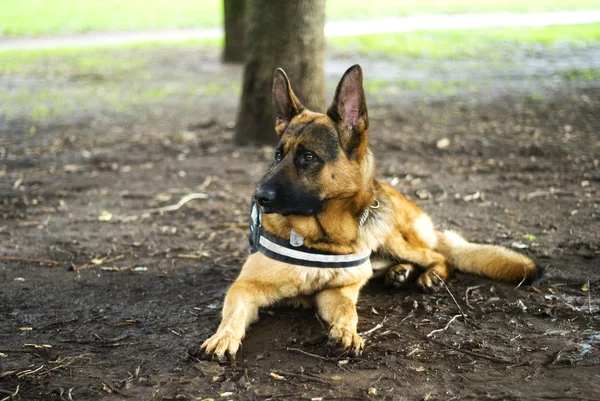 Alman çoban köpeği.