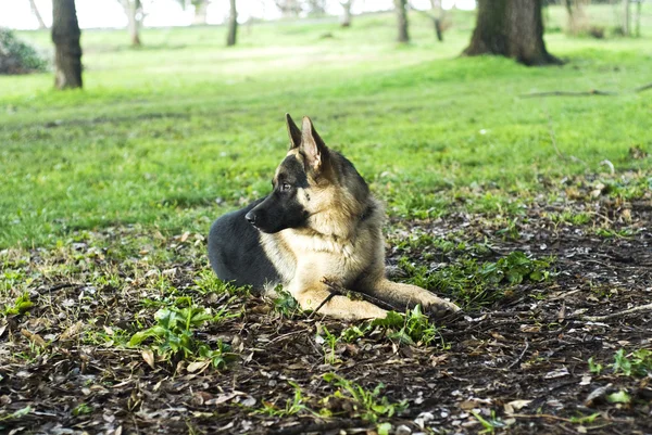 Cão pastor alemão — Fotografia de Stock