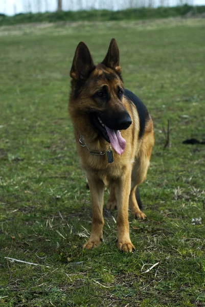 German shepherd dog — Stock Photo, Image