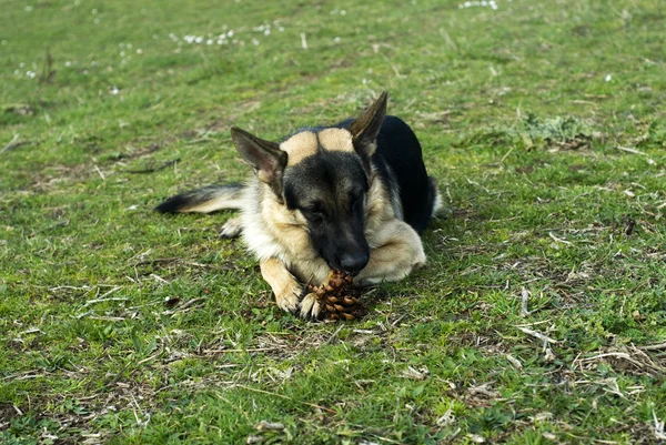 德国牧羊犬 — 图库照片