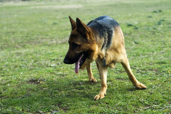 Alman çoban köpeği.