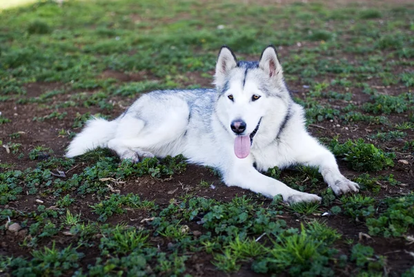 Alaskan Malamute w parku — Zdjęcie stockowe