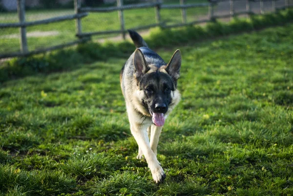 Alman çoban köpeği. — Stok fotoğraf