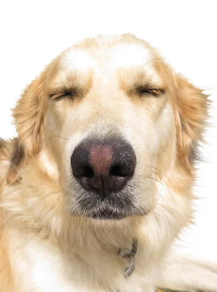 Bastaard hond close-up — Stockfoto