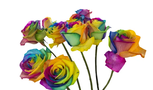 Rainbow roses isolated in white — Stock Photo, Image