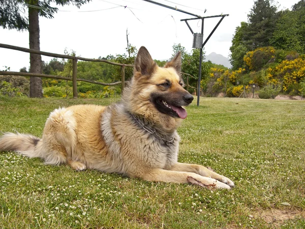 Belgian shepherd — Stock Photo, Image