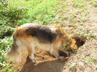 köpeğin burnunu kapat