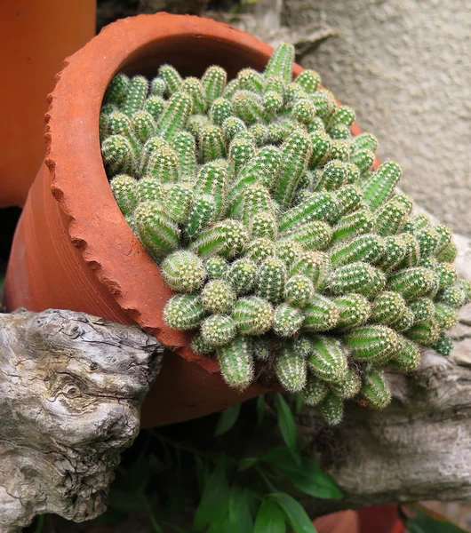 Cactus dans un pot — Photo