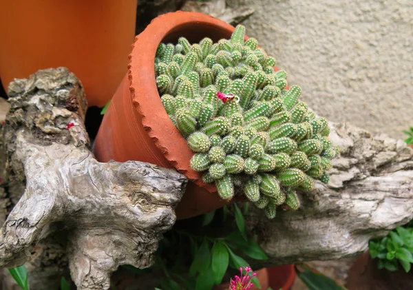 Cactus en una olla — Foto de Stock